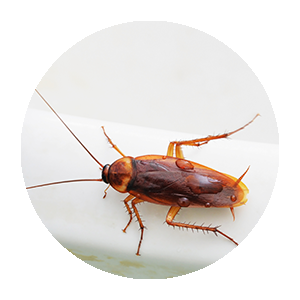 Cockroach Extermination Service Img