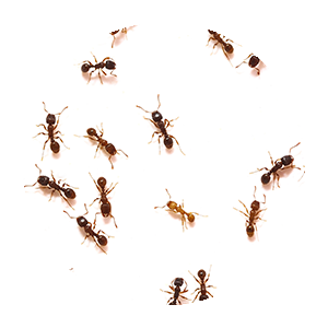 Ant Extermination Service Img